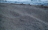 Tortues Kélonia