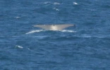 Saint-Pierre : deux baleines aperçues à Grand-Bois ce matin