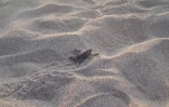 Tortues Kélonia