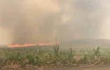 Saint-André : vaste feu dans un champ de canne, des habitants évacués