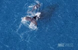 baleines septembre 2023