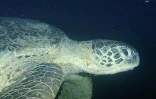 L'une des deux seules tortues qui pondent à La Réunion risque de mourrir