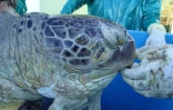 Une tortue verte tuée par une hélice