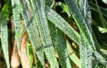 Givre
