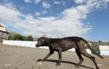 chiens 
