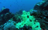  blanchissement du corail