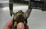 Une tortue "petit casque de Vallarta" (Kinosternon vogti) est mesurée dans un laboratoire de l'Université de Guadalajara, le 9 juin 2018 à Puerto Vallarta, au Mexique