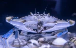 Un crabe bleu (Callinectes sapidus) mange des palourdes dans un aquarium du laboratoire de l'Institut méditerranéen d'océanographie (MIO) à Marseille, le 28 mai 2026 dans les Bouches-du-Rhône