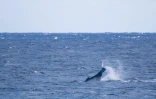 Une baleine et son petit observés au large de Saint-Leu