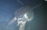 L'une des deux seules tortues qui pondent à La Réunion risque de mourrir