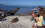 tortue kelonia  Rosalia 