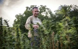 Un villageois parmi une plantation de cannabis près de la ville de Ketama dans la région du Rif dans le nord du Maroc le 2 septembre 2019
