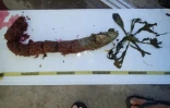 Une tortue verte tuée par une hélice
