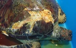 tortue blessée Kélonia