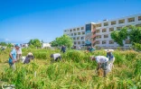 Le Port : 101 kg de riz récoltés, un pas vers une alimentation locale et solidaire