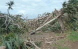 Impact du cyclone Garance et projet de restauration sur la population de vacoas détruits sur le littoral de ChampBorne