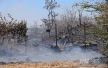 Feu de broussailles à Savannah Saint-Paul