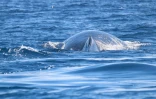Belle moisson de caudales de baleines à Saint-Gilles