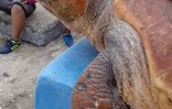 Tortue caouanne Gertrude 