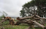 Cyclone Belal 