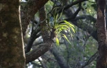 TCO : à la découverte des zarlor de la forêt Tan Rouge
