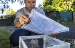 IRD bilan moustiques stériles Duparc