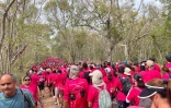 Odysséa : la vague rose déferle dans la forêt de l'Etang-Salé contre le cancer du sein