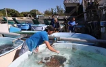 Tortues Kélonia