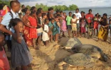 Tortues sauvées du braconnage à Madagascar