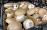 Champignons de Paris nobie