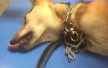 Tchoupie blessée par un collier étrangleur