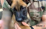 Police nationale : les chiots de Bella ont bien grandi 