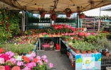Flore et halle