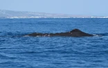Observation marine : des cachalots aperçus aux abords de la NRL