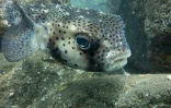 Les Amis du Cap relâchaient le fugu à Saint-Paul. (Photos Thierry Peres)