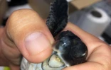Kelonia survie bébés tortues nids