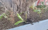 plantes endommagées