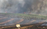 Feu de cannes à Sainte-Suzanne 31 août 2016
