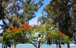 Flamboyant