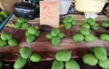 Mangue verte 