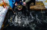 Un plongeur participe à un stage scientifique de plongée polaire, le 14 mars 2026 dans le lac de Kilpisjärvi, à l'extrême nord-ouest de la Finlande