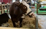 Neige, une vache savoyarde de race Abondance, égérie du Salon de l'agriculture, à Paris le 24 février 2022
