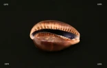 Coquillages