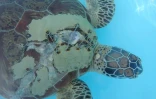 tortue blessée Kélonia