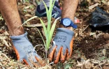 création micro-forêt Département EDF 