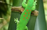 Grand gecko Madagascar 