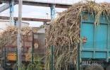 Grève à l'usine Bois-Rouge : les planteurs en colère veulent mettre la pression sur Tereos [?]