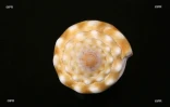 Coquillages