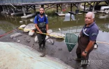 transfer des poissons du bassin de la trinite 