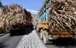 tracteurs planteurs